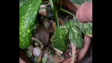 Image Urso dando uma aparada nos pelos