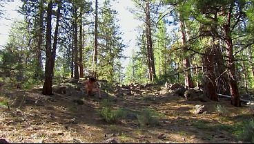 Image Simscristian05 - update #434 - NAKED WALK IN THE FOREST - Jan 16, 2026