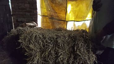 Image I Fuck a Pretty Indian Woman in the Middle of the Jungle